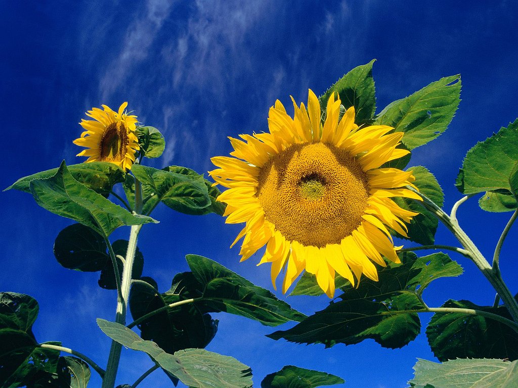 Towards the Sky